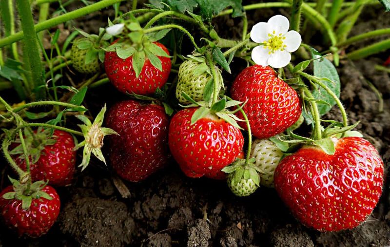 Strawberries