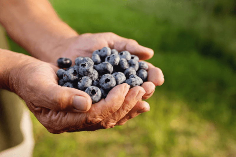 Blueberries