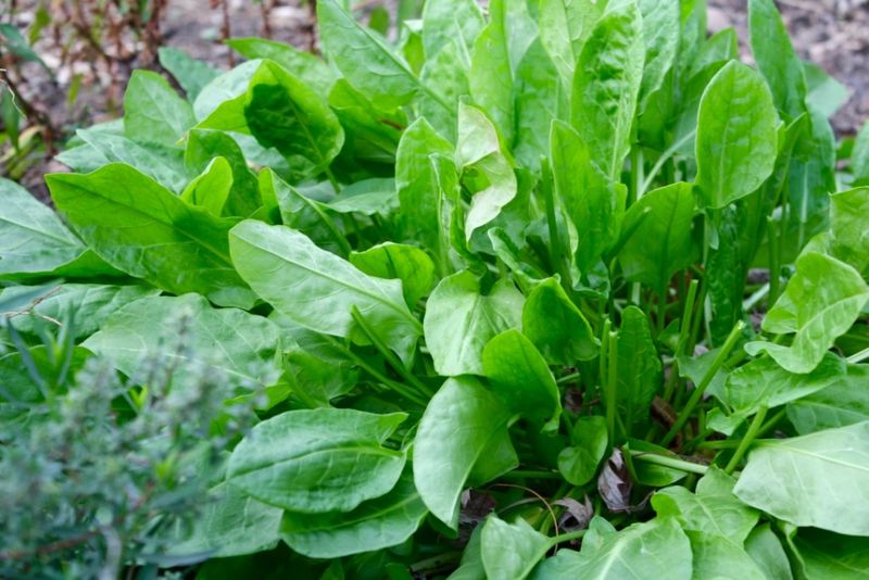 Sorrel Leaves