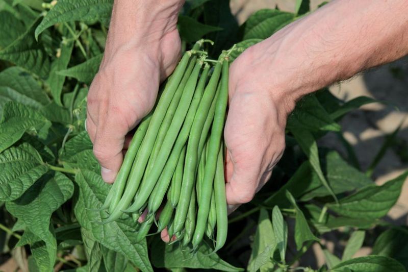Green Beans