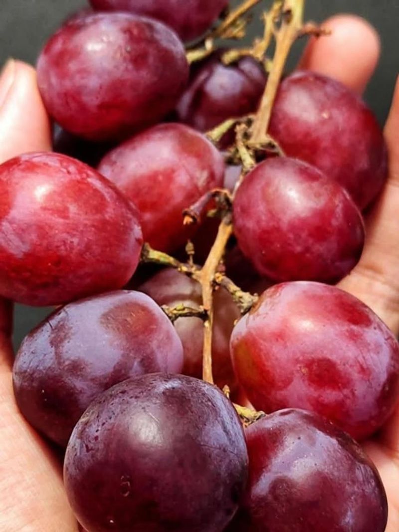 Grapes