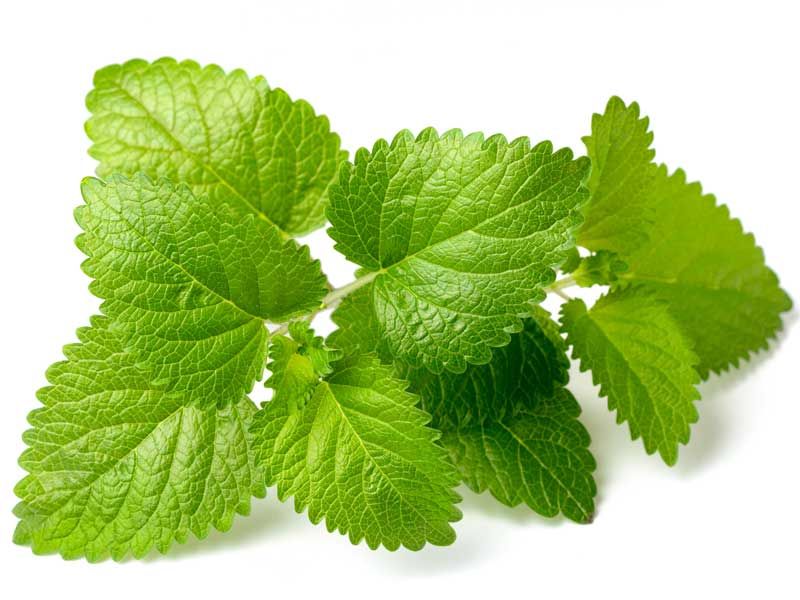 Lemon Balm