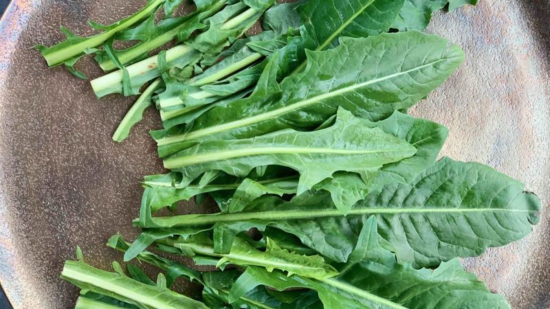 Dandelion Greens
