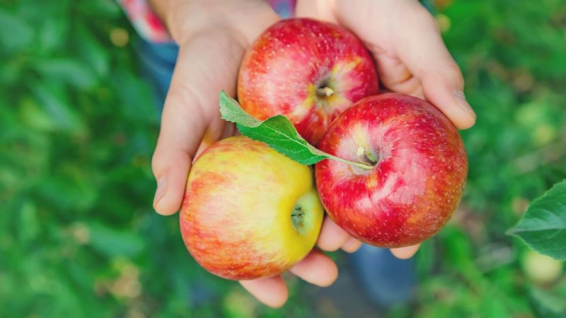 Apples