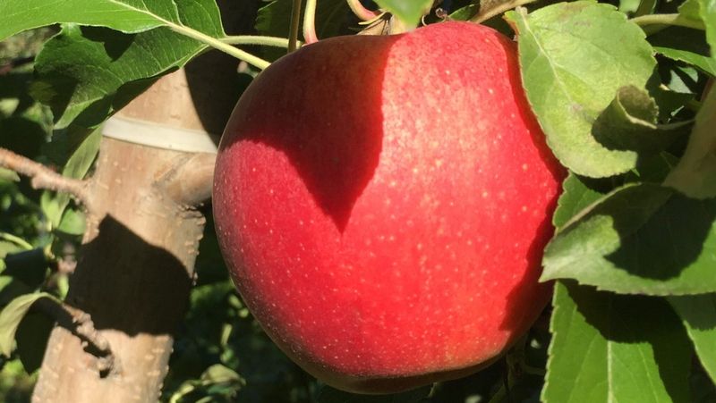 Apples