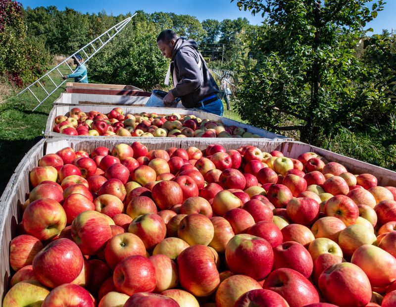 Apples