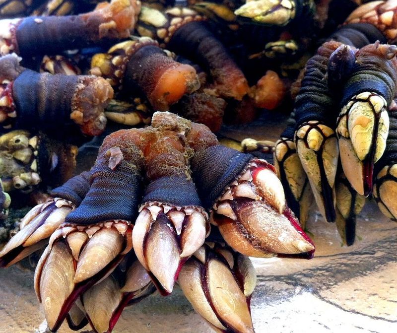 Percebes (Goose Barnacles)