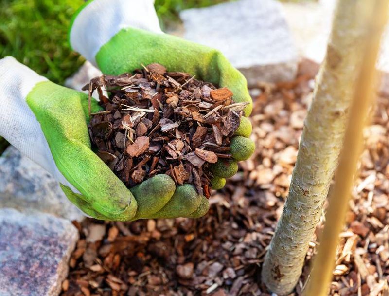 Treat Your Garden Soil to Apple Mulch