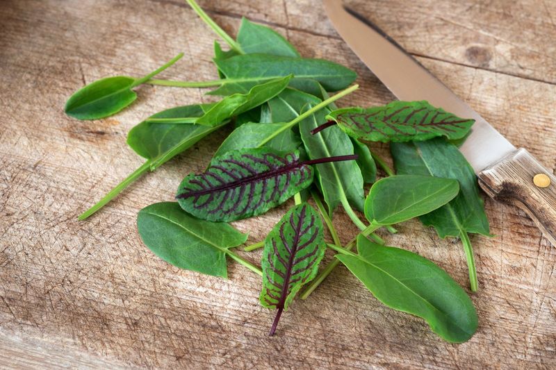 Sorrel