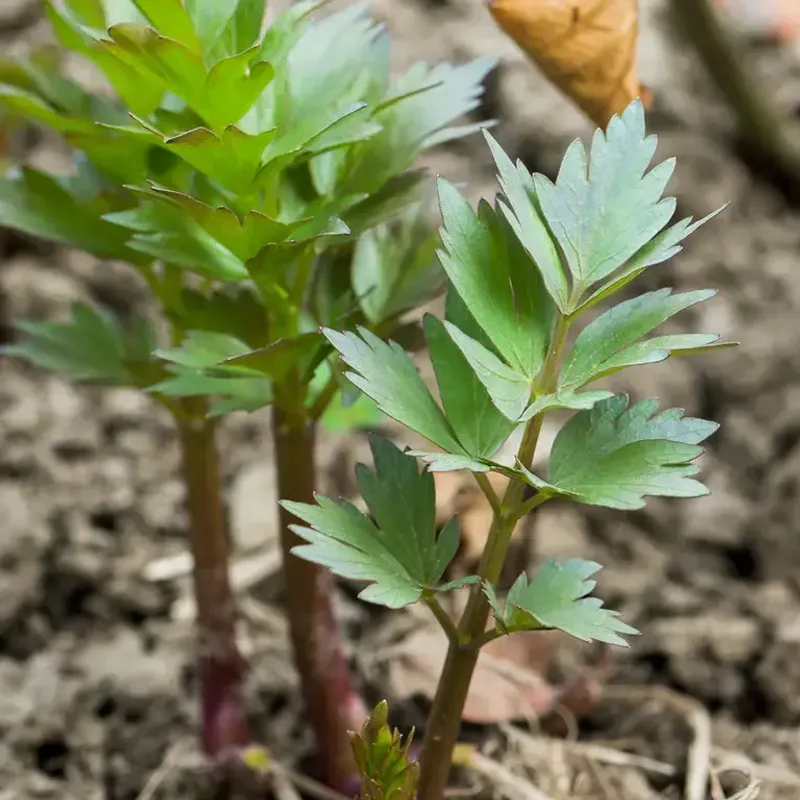 Lovage