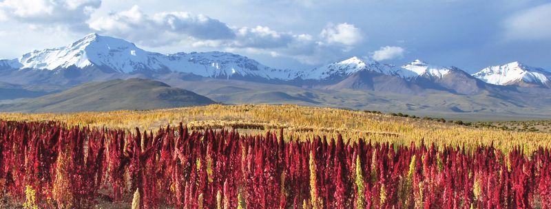 Quinoa Cultivation and Cooking in the Andes