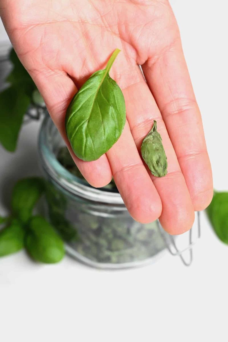 Fresh Basil