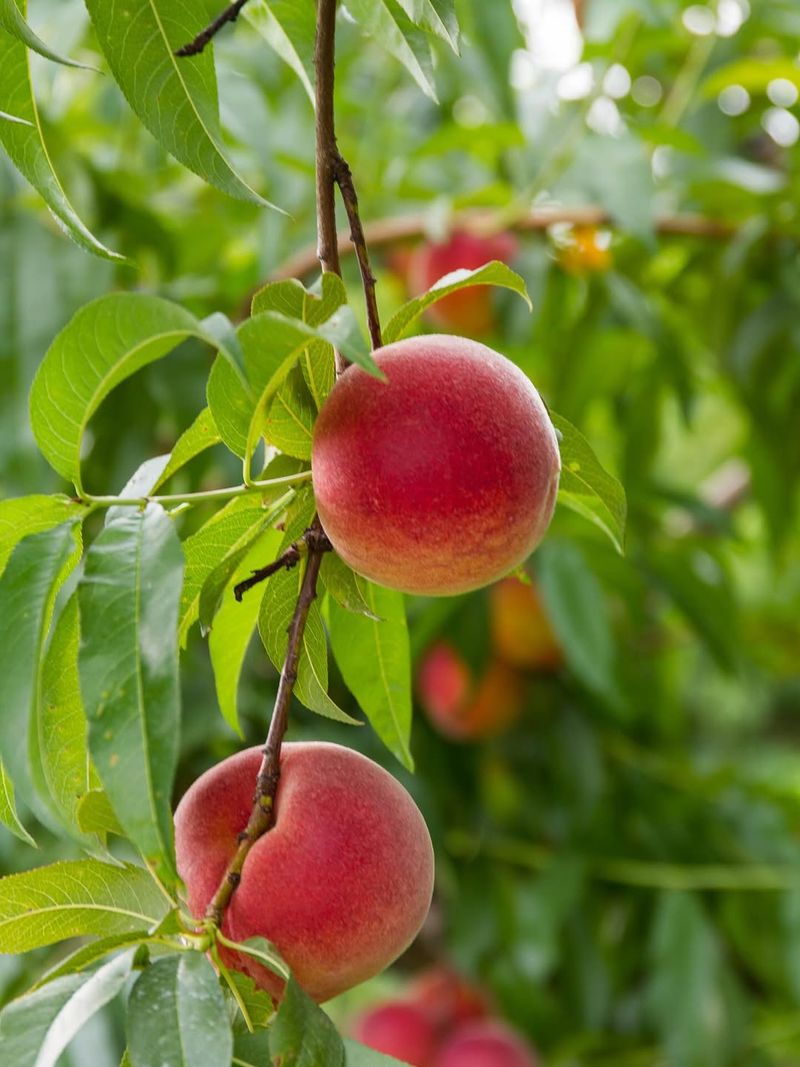 Peaches