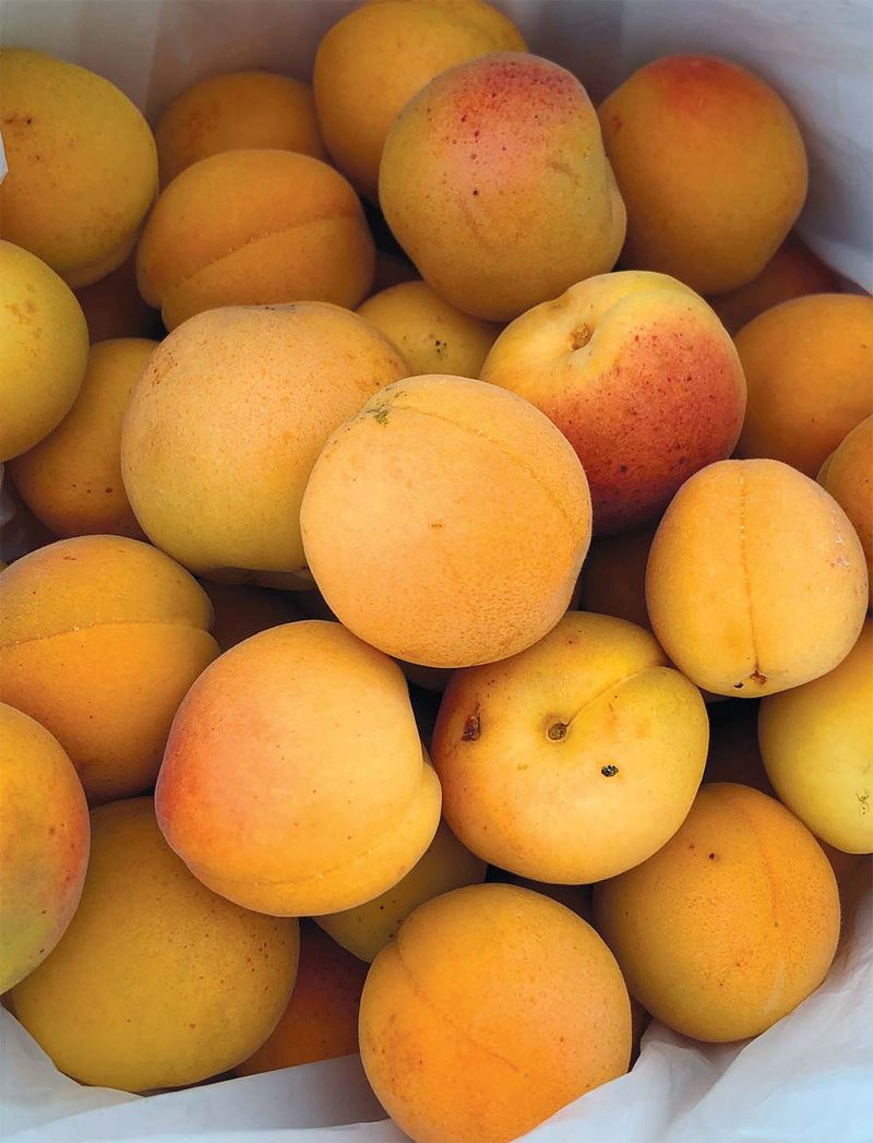 Apricots