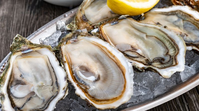 Oysters