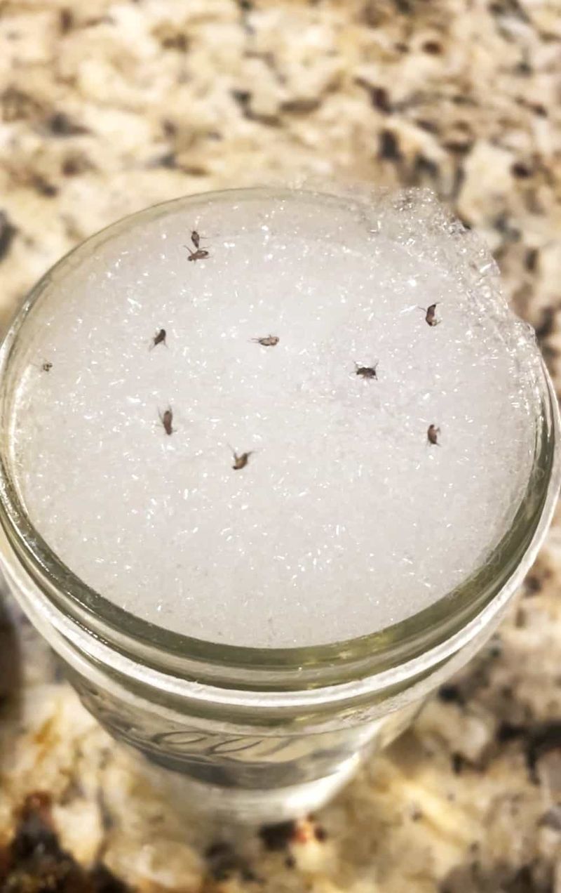 Set a Fruit Fly Trap With Apple Scraps