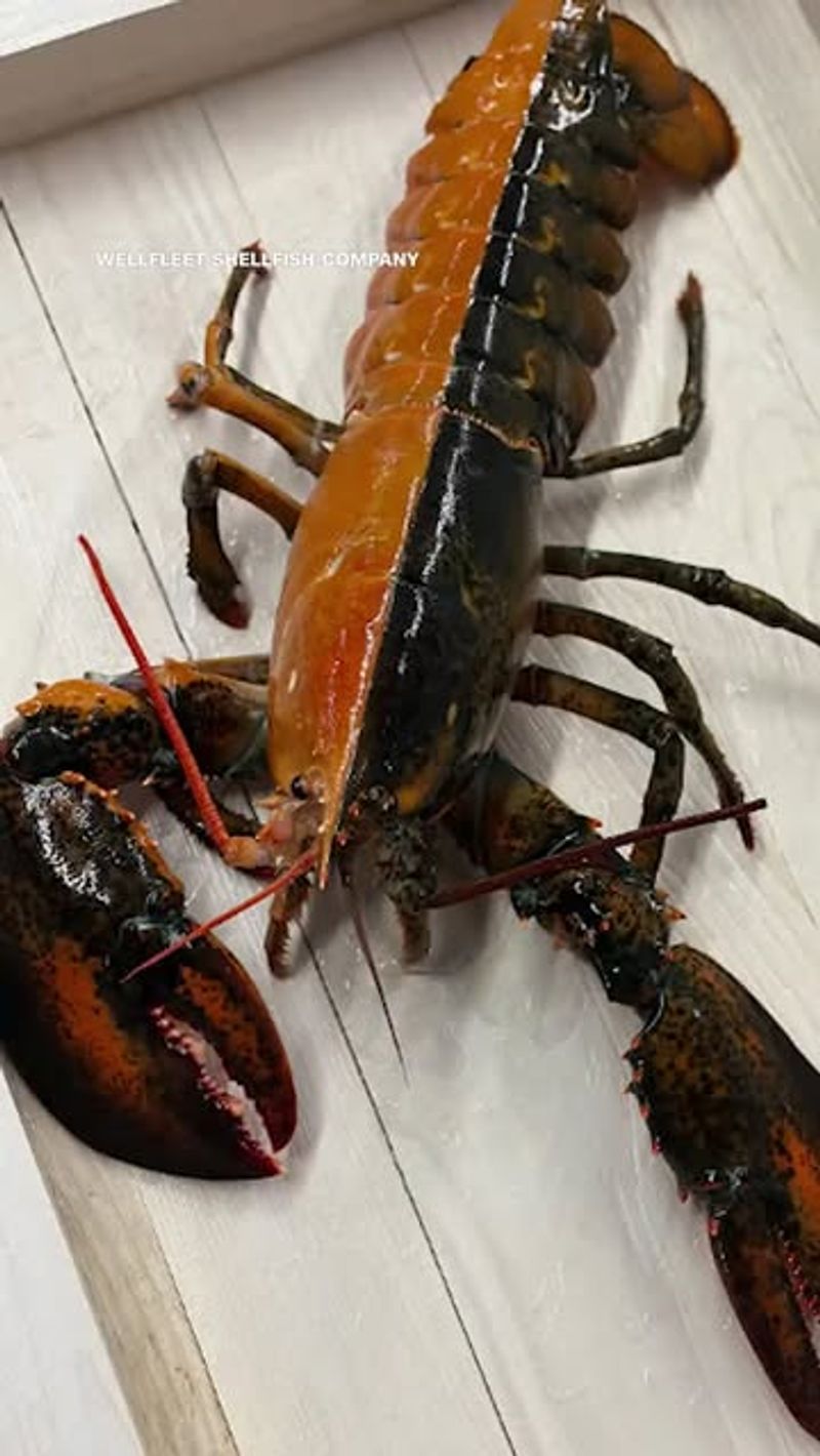 Lobster