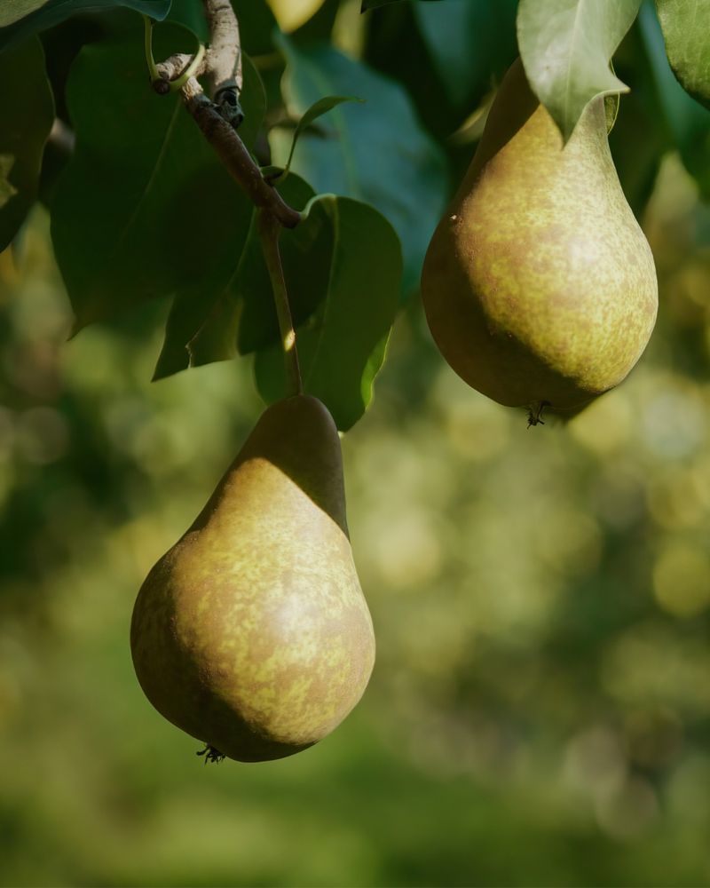 Pears