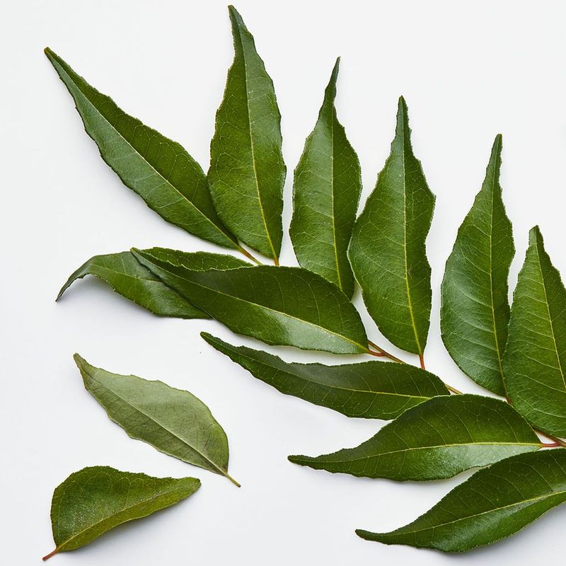 Curry Leaf