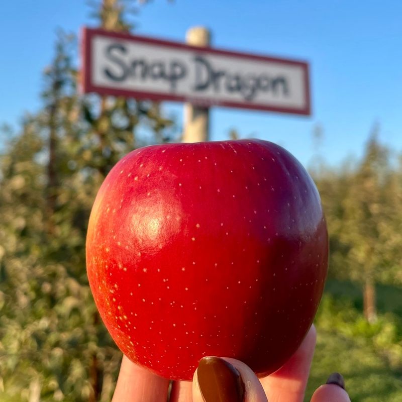 The Snap of Biting Into a Fresh Apple