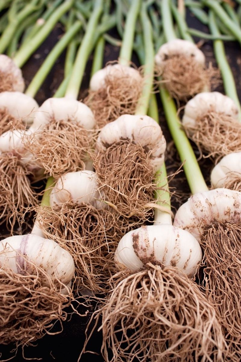 Garlic