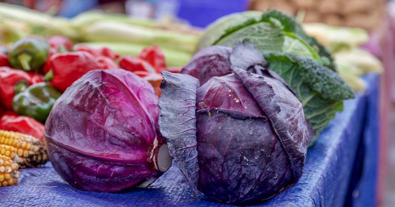 Purple Cabbage