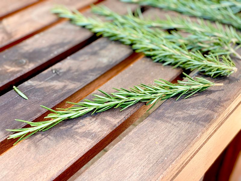 Rosemary