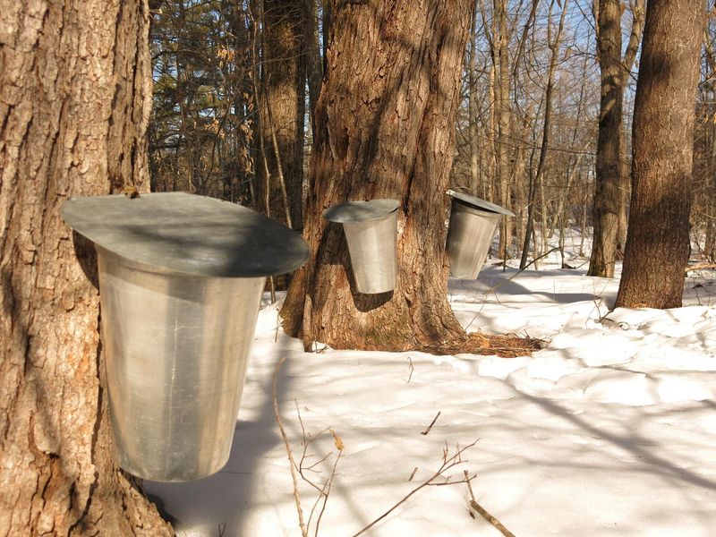 Maple Syrup in Canada and the Northeastern U.S.