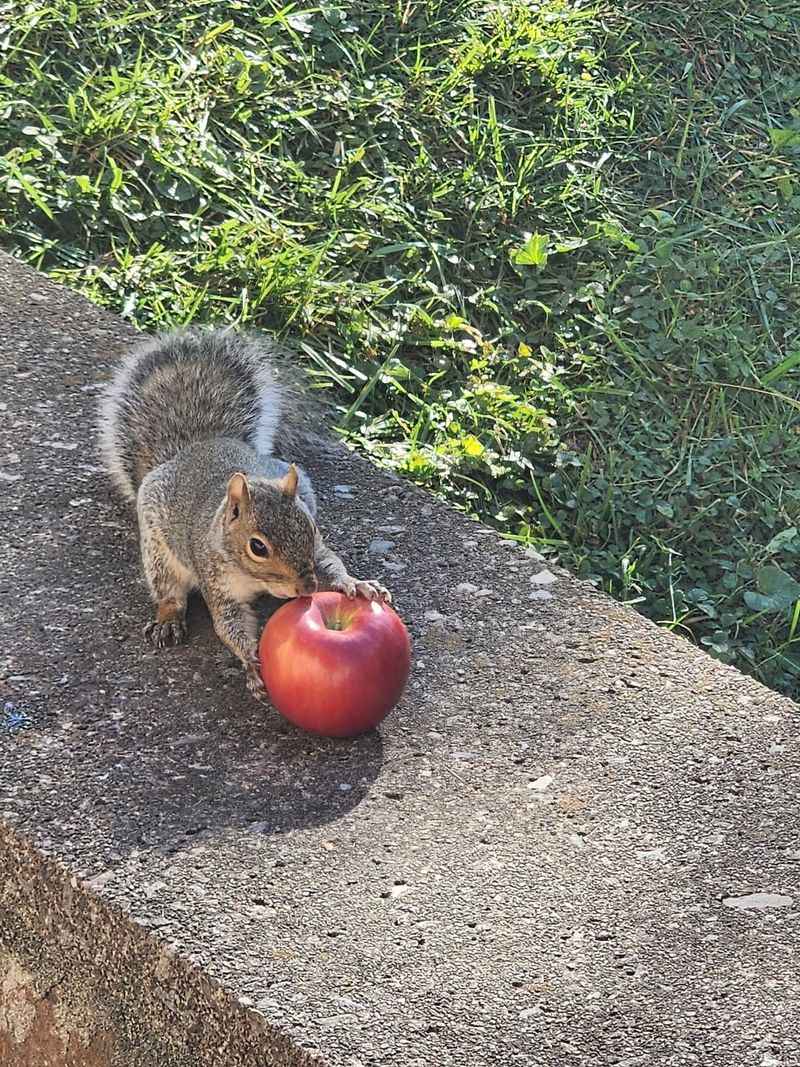 Share Them With Local Wildlife