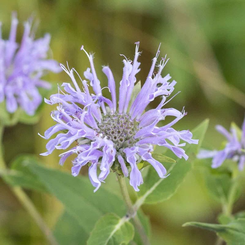 Bergamot (Bee Balm)