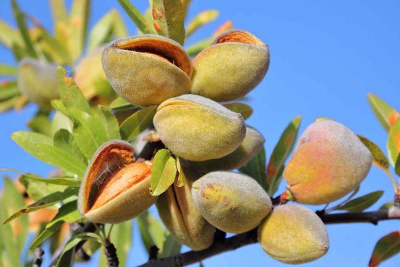 Almonds