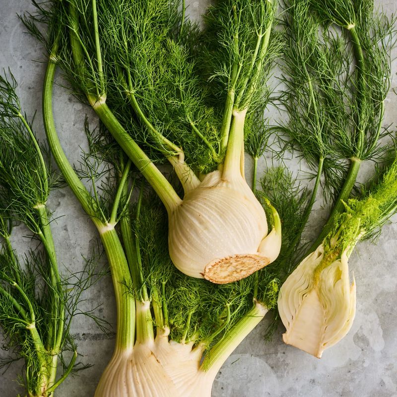 Fennel