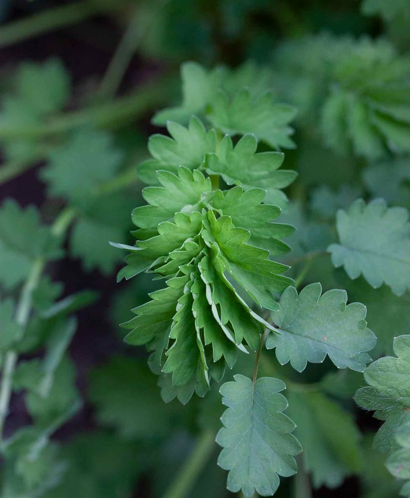 Salad Burnet