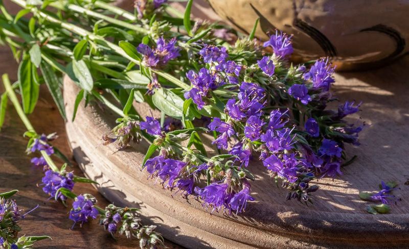 Hyssop