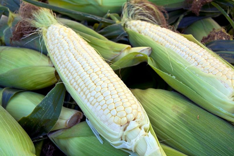 Sweet Corn