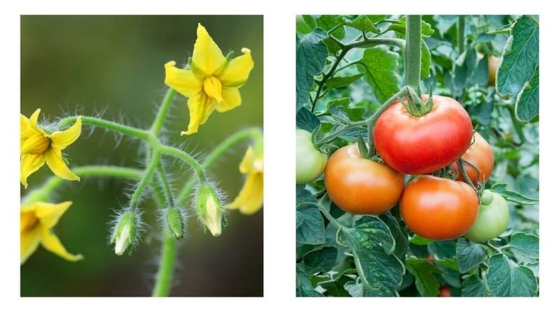 Tomatoes