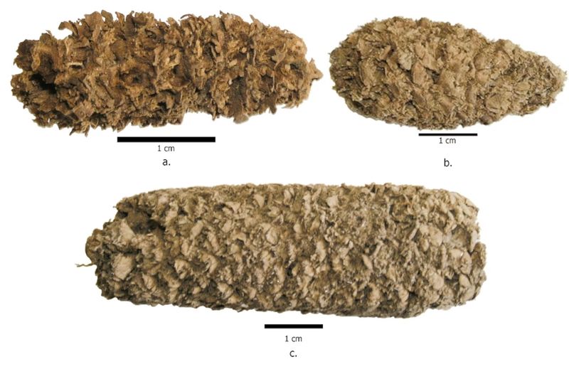 Popcorn Has Been Around for Thousands of Years