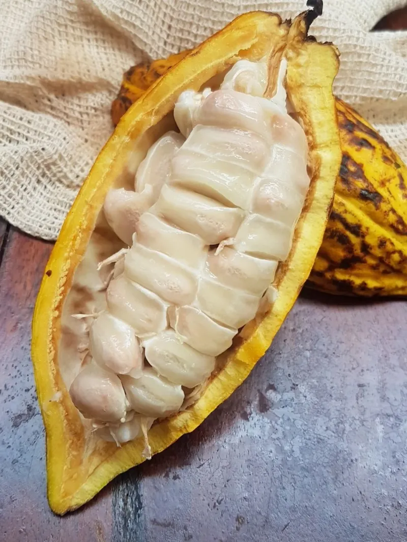 Cacao Pod