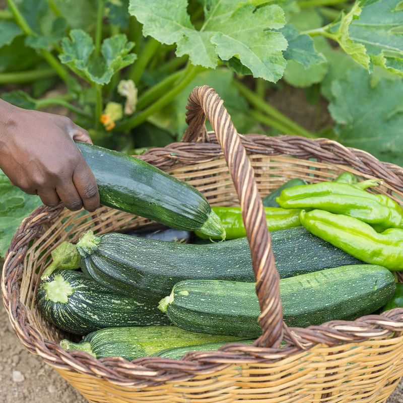 Zucchini or Courgette?