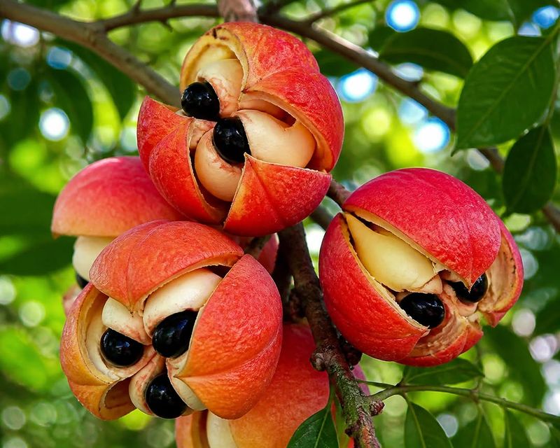 Ackee