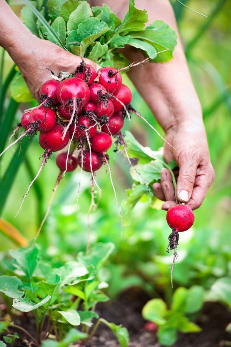 Radishes
