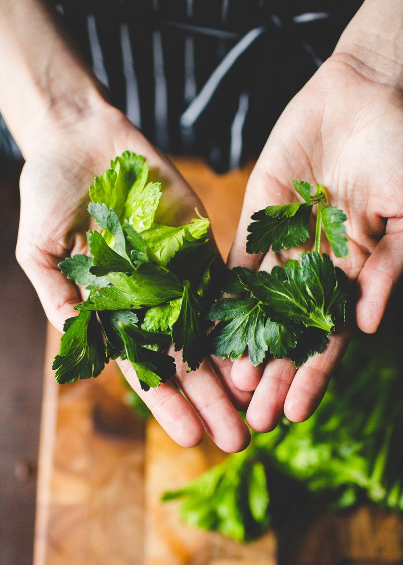 Celery Leaves Used as Fresh Herb Garnish