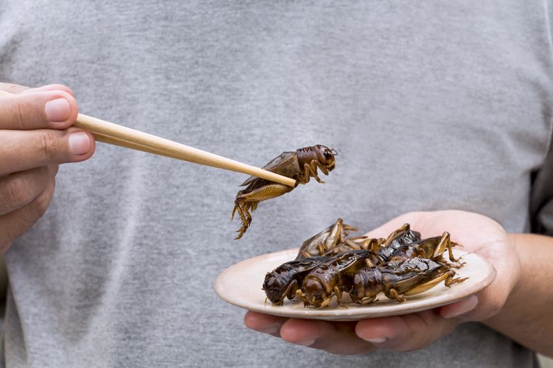 Trying Insects or Bug-Based Snacks