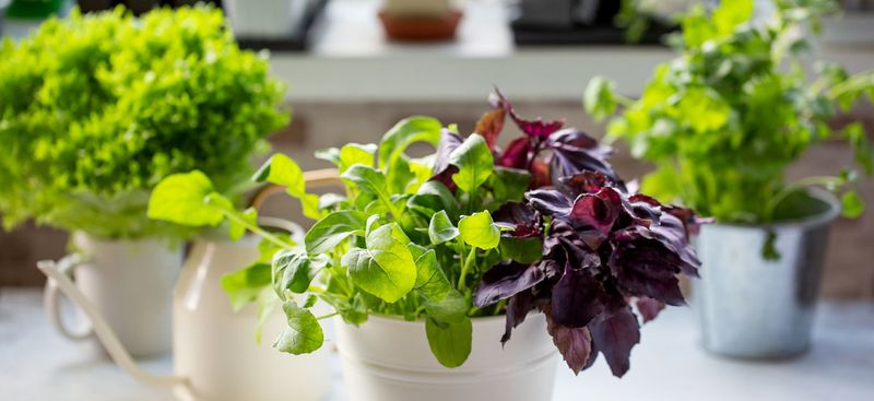 Fresh Herbs