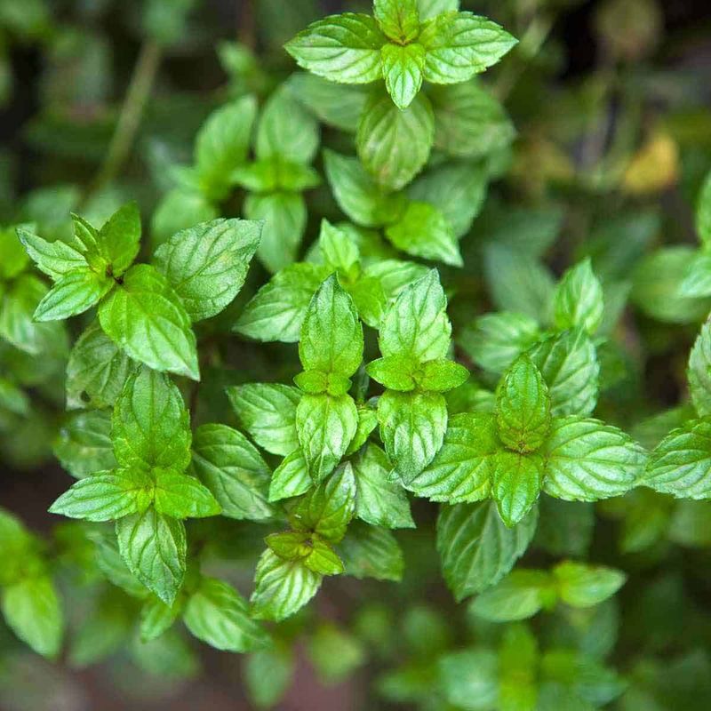 Fresh Mint