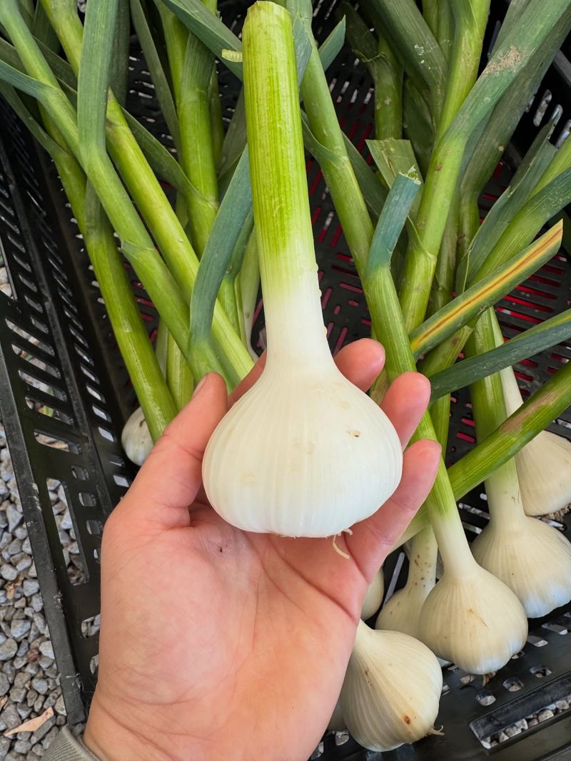 Fresh Garlic