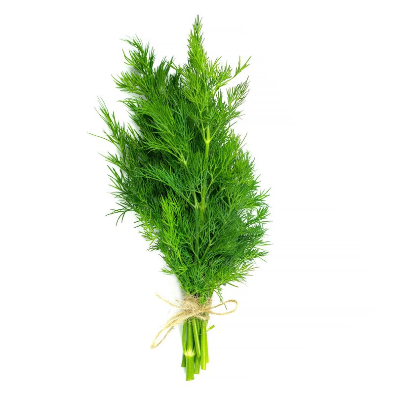 Fresh Dill