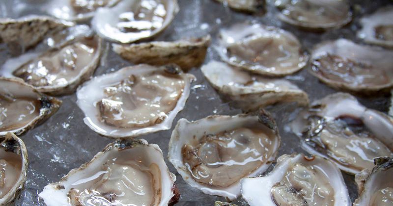 Oysters