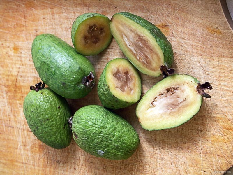 Feijoa