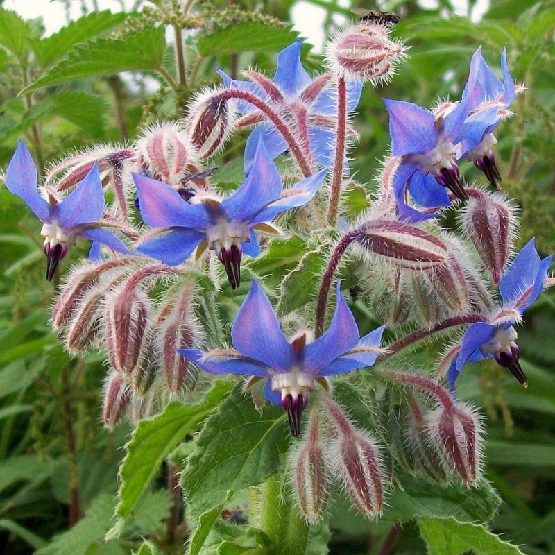 Borage Honey - New Zealand and Chile